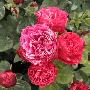Floribunda ruže - Ruža - Konstantina™ - 